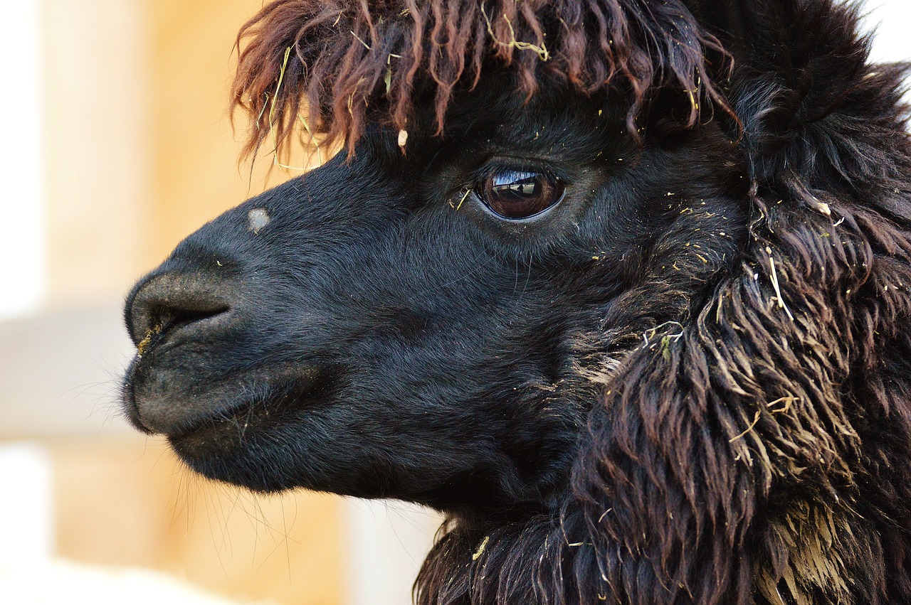 626969澳彩資料大全24期：本期推薦牛、狗、鼠、兔