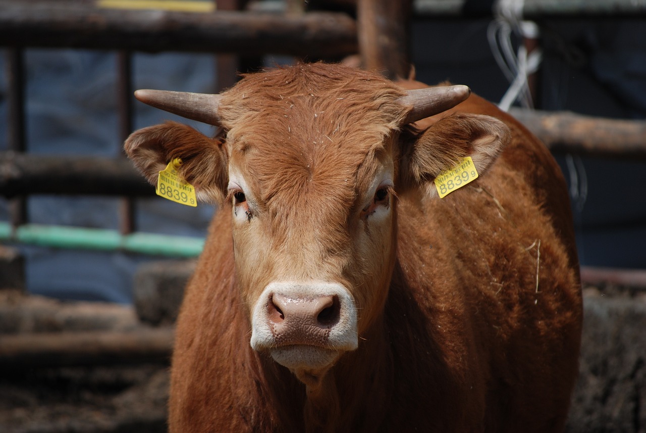 澳門九點半9點半網(wǎng)站：本期推薦蛇、牛、兔、豬