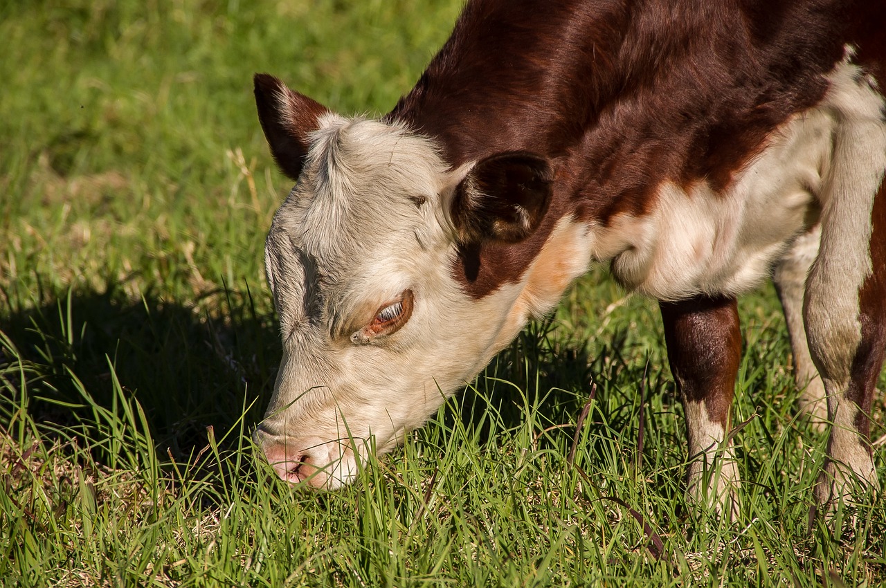 新澳今晚特馬上9點30：本期推薦虎、馬、牛、馬