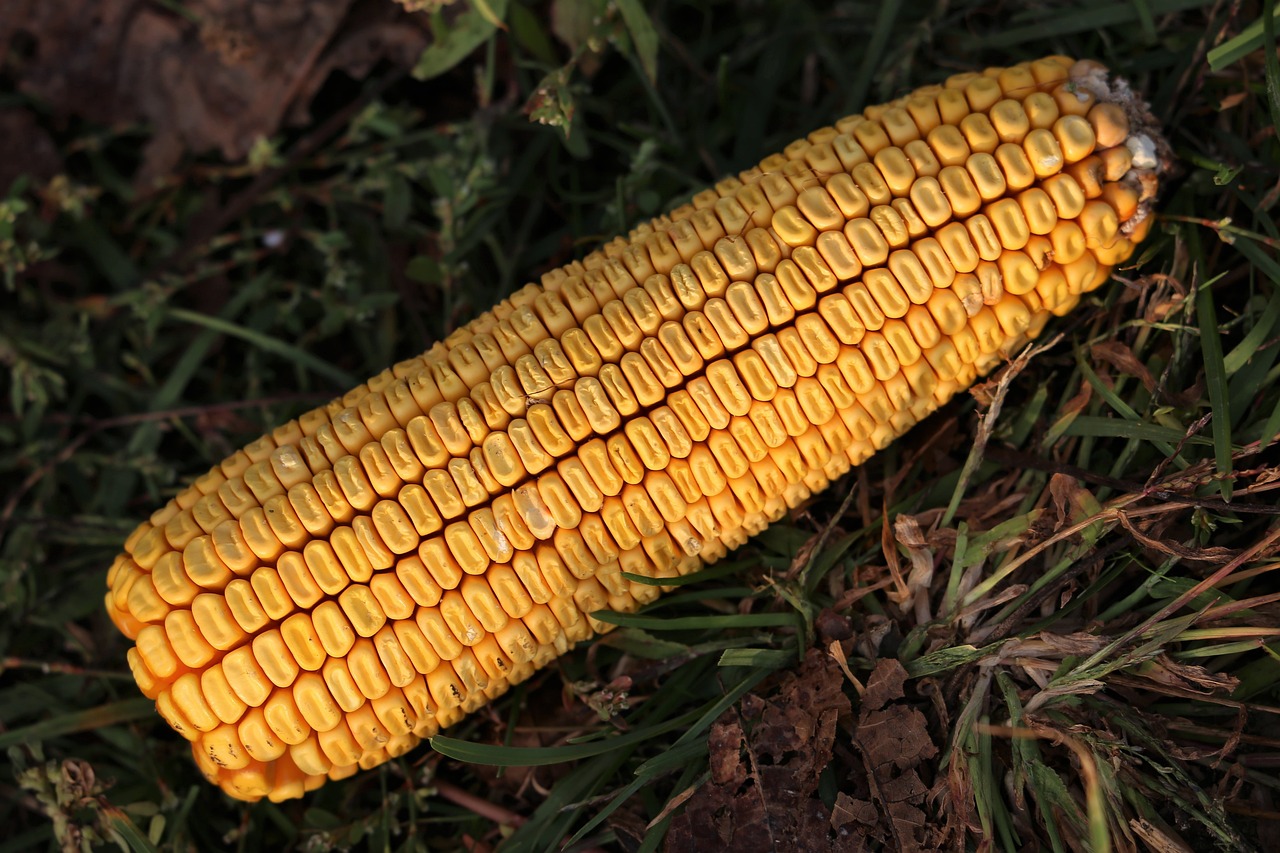 玉米最新價格動態及分析摘要