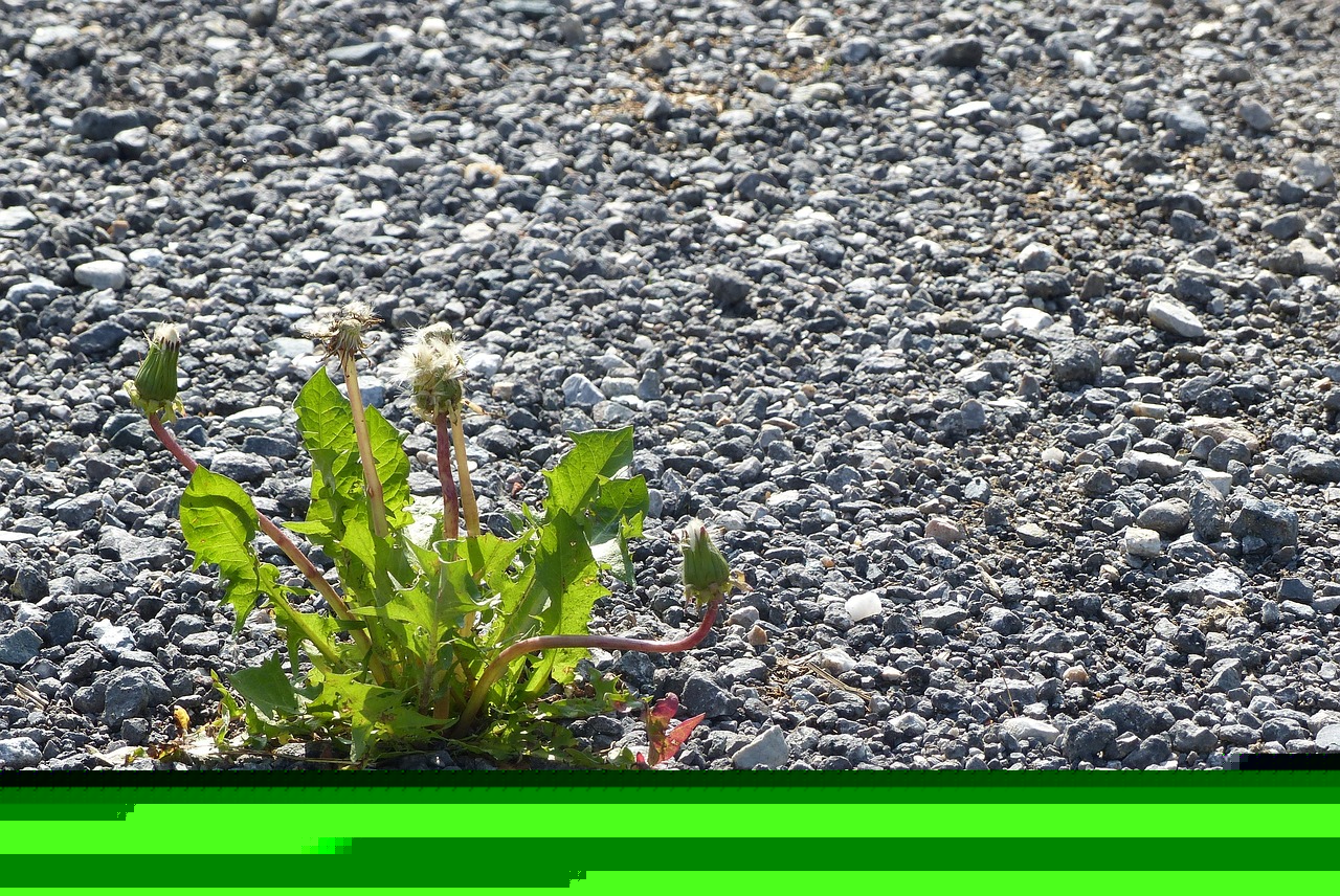 SAI 6最新動(dòng)態(tài)與技術(shù)解析揭秘