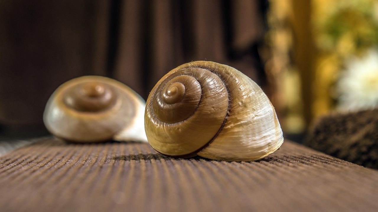 最強蝸牛最新修改深度解析與探討