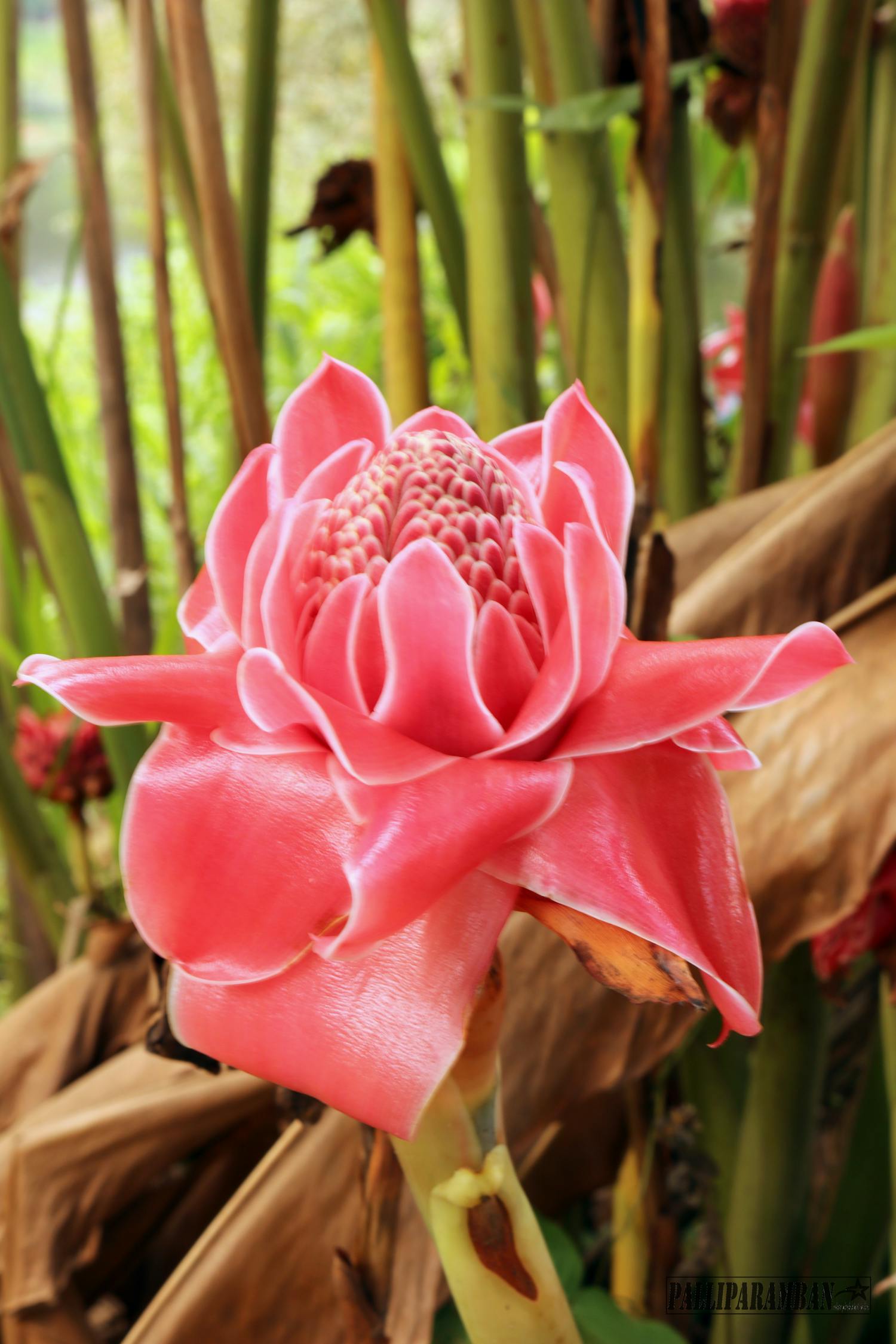 西安最新交友群動態,活力社交圈子的蓬勃發展