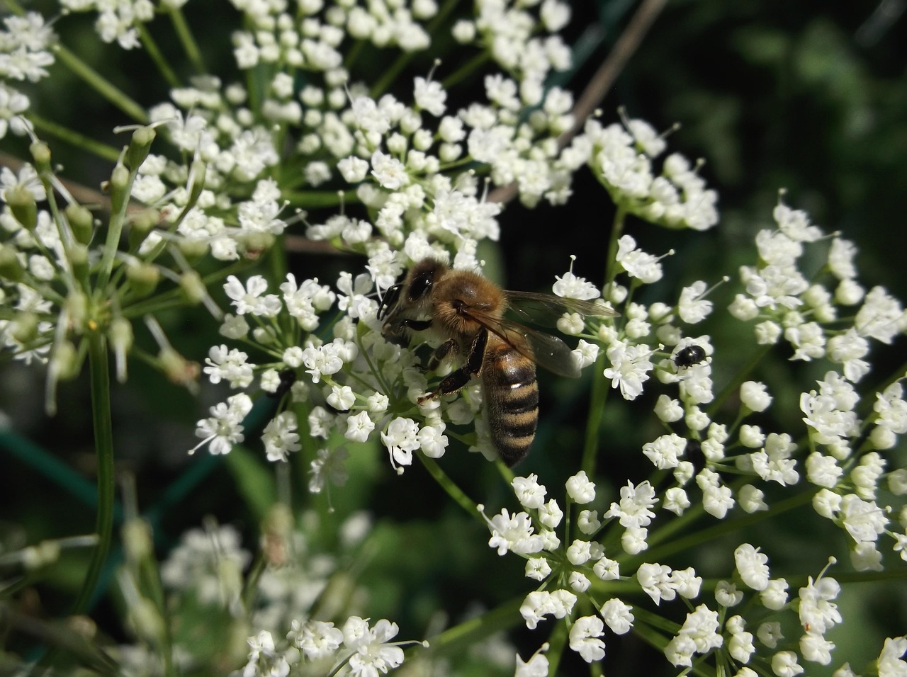 優蜜TV最新動態引領智能電視娛樂新潮流風潮