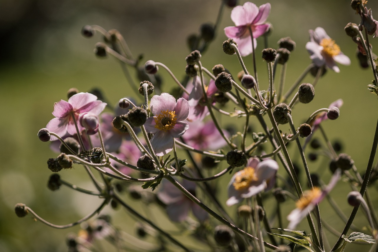 最新瘟疫情報分析報告發布，疫情動態及應對策略梳理