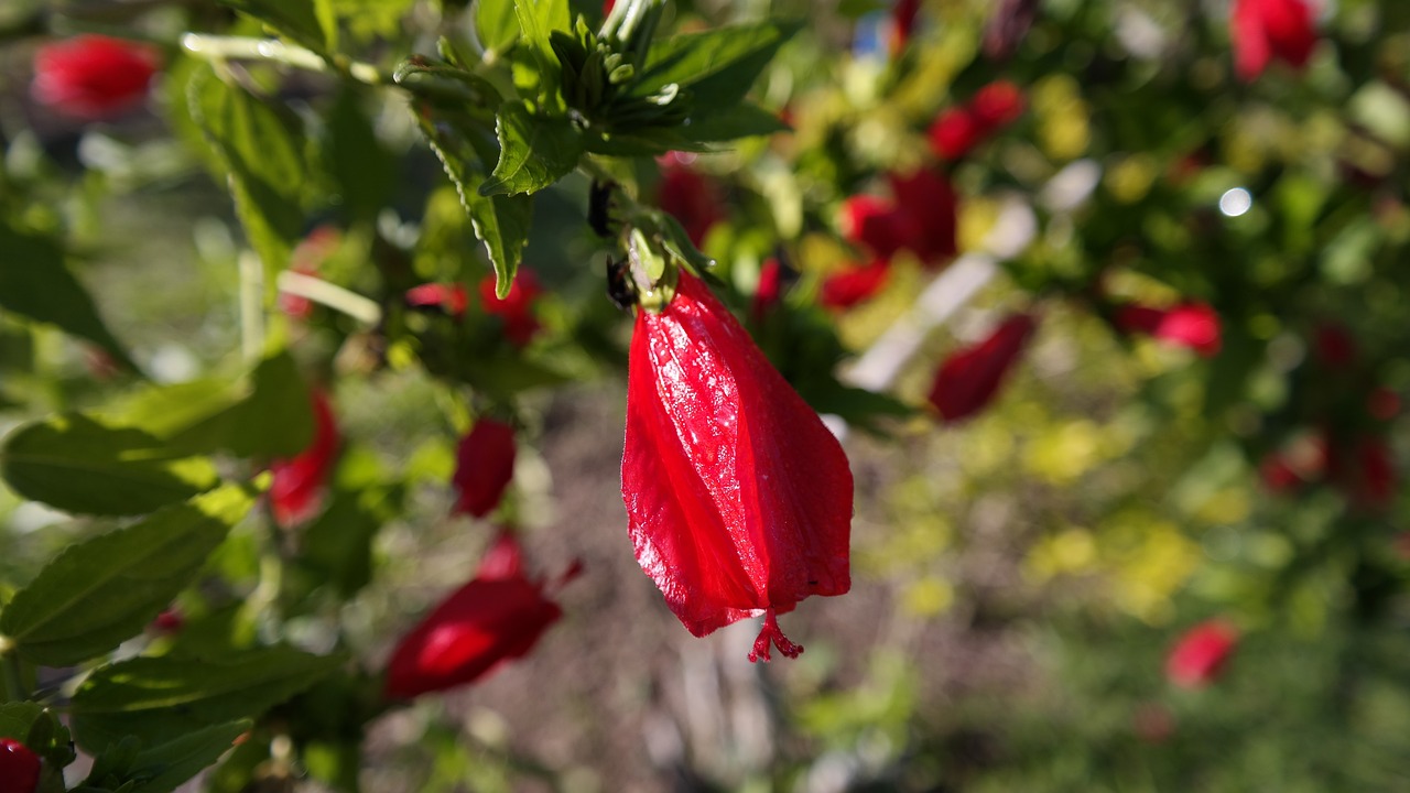 探索浪漫之花的獨特魅力，風花戀最新動態報道