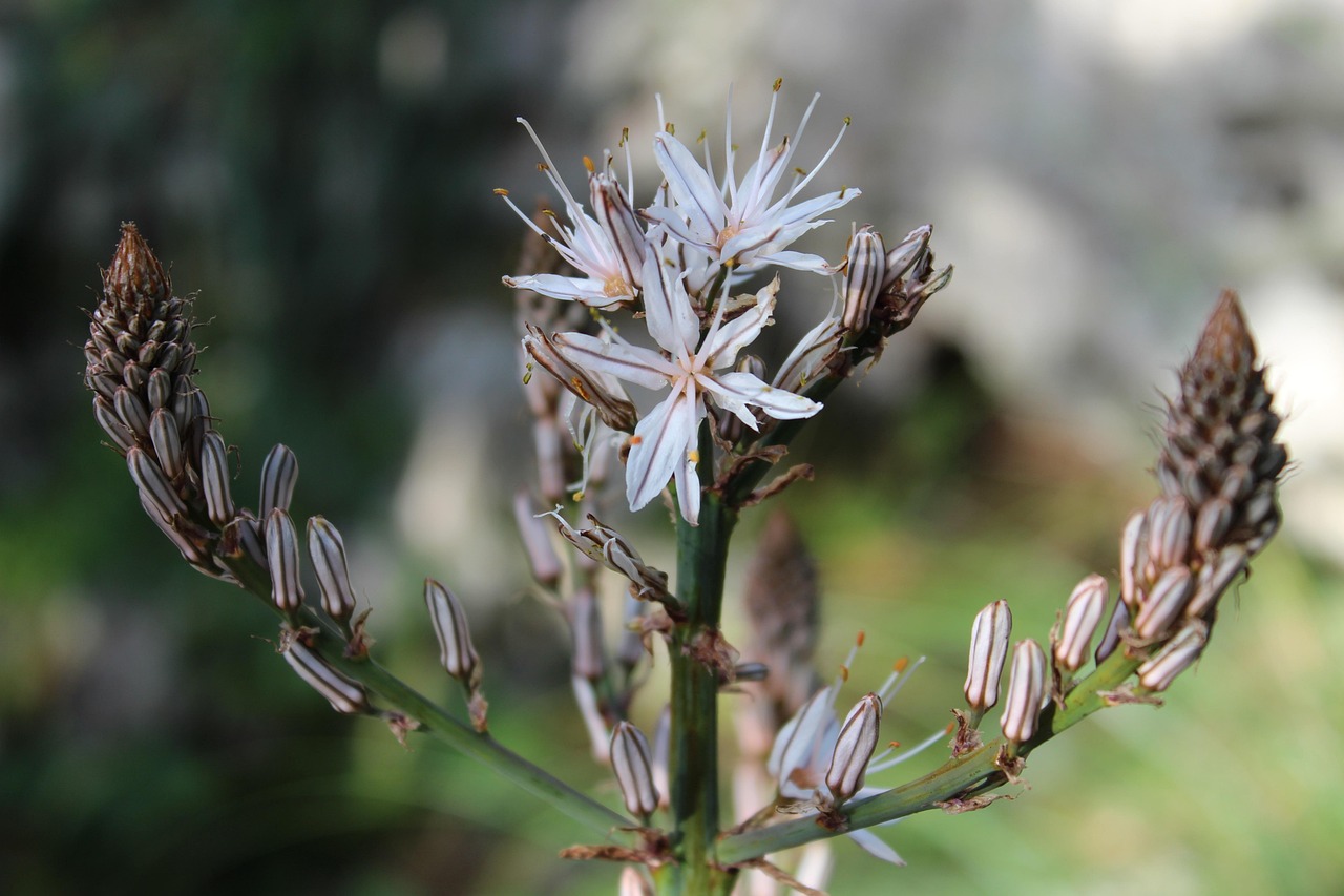 澳州疫情最新動態，全面應對與積極防控的最新進展