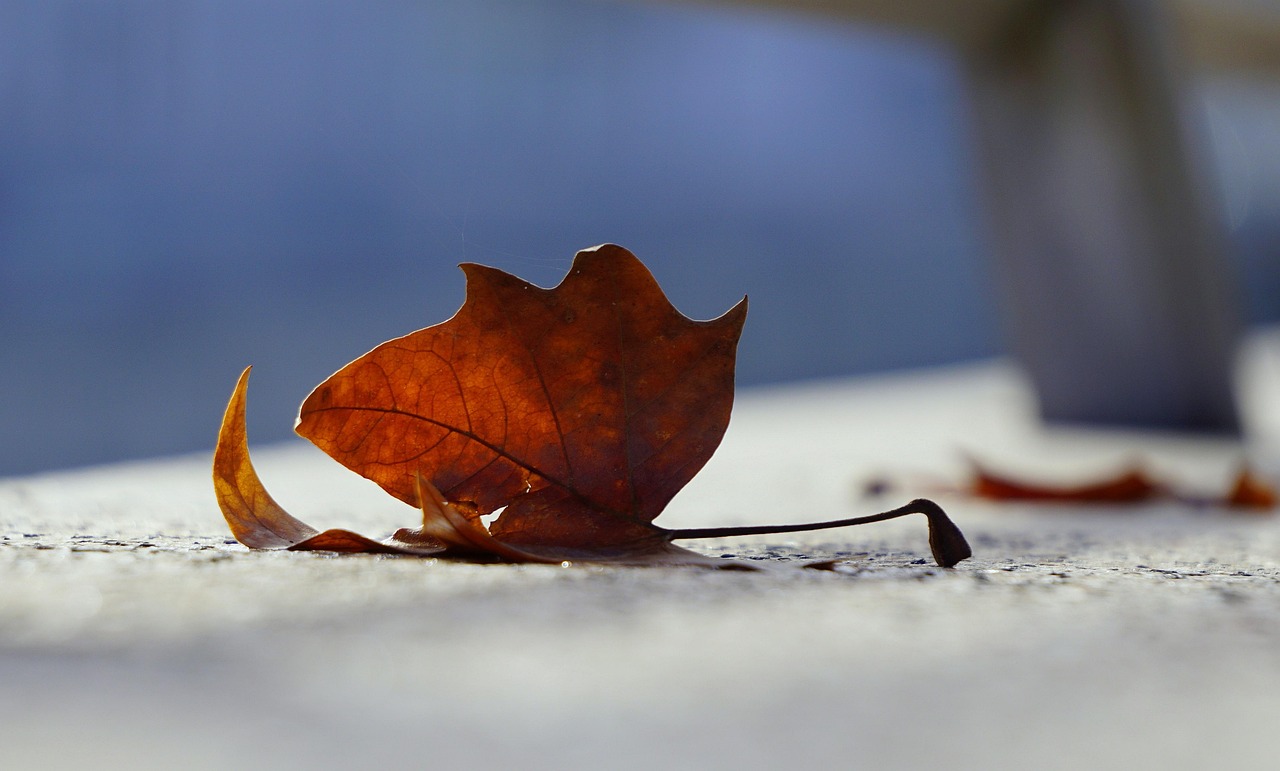 拜登最新票數揭曉，選舉最新動態與前景分析速遞