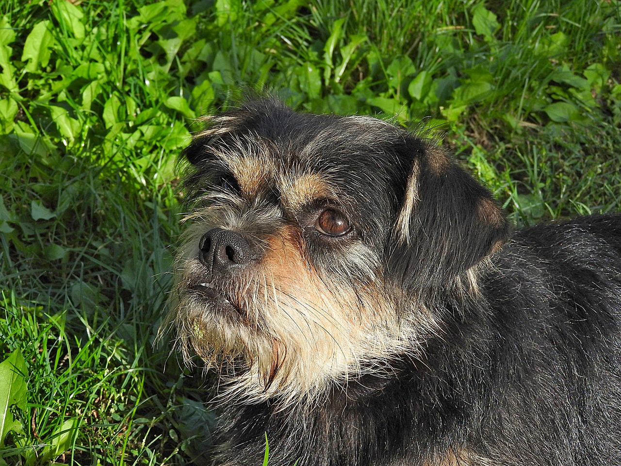 最新福利，人與犬的和諧共生，共創(chuàng)美好未來