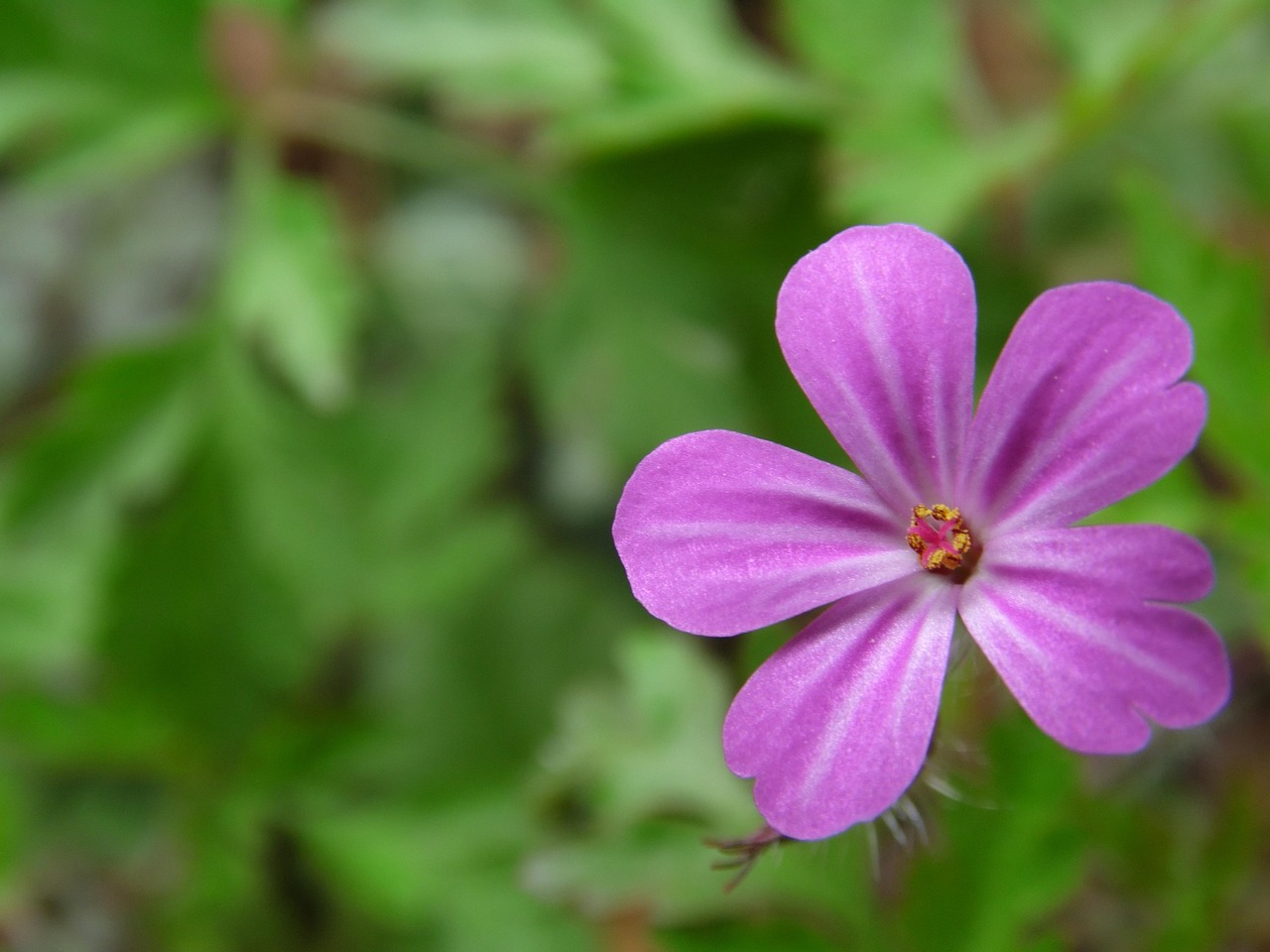 最新火爆小花,綻放的魅力與強(qiáng)大影響力