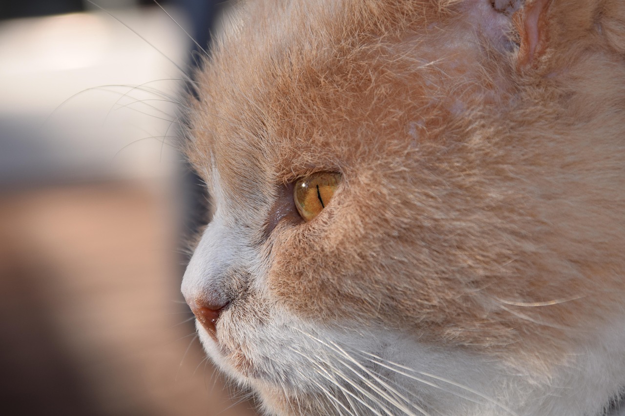 全球軍事動態深度解析,最新軍情概述與實時軍情速遞