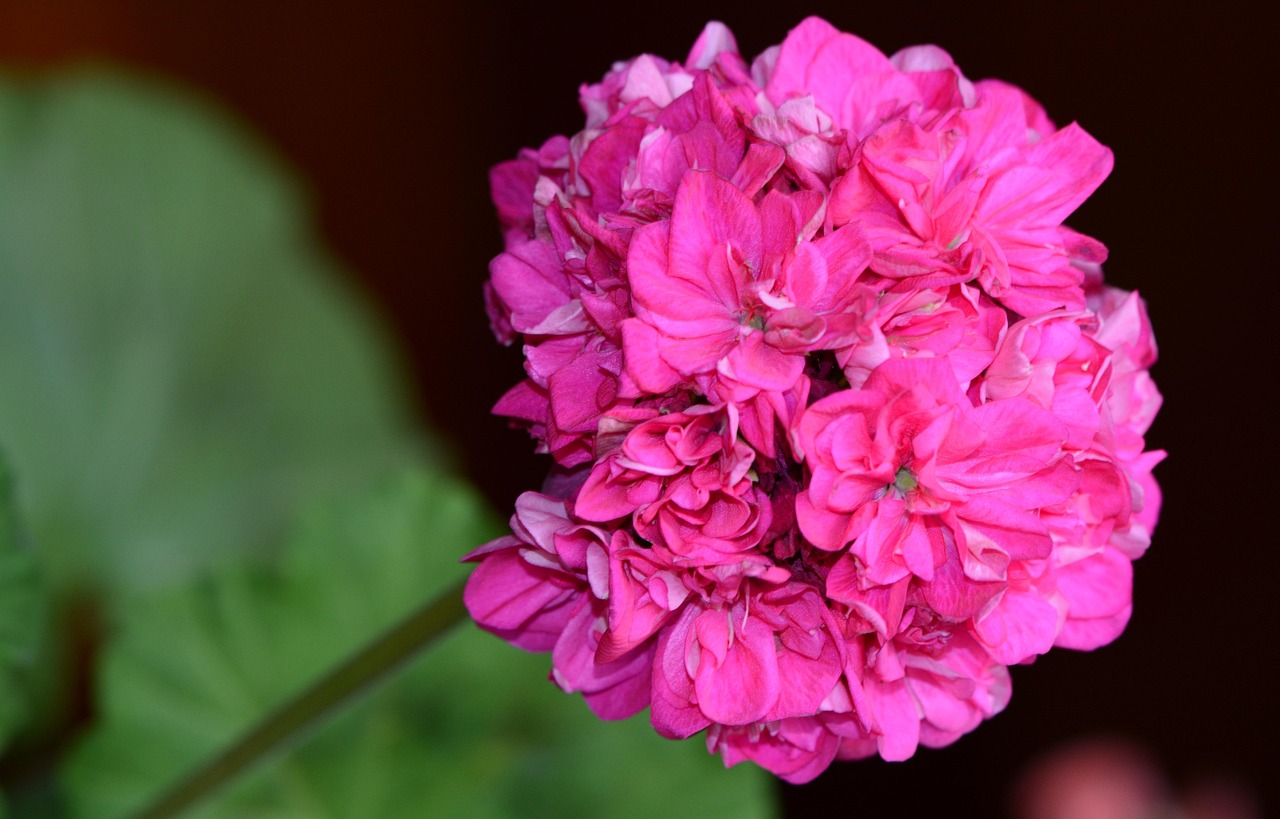 櫻花最新網站，探索美麗邂逅的絕佳之地