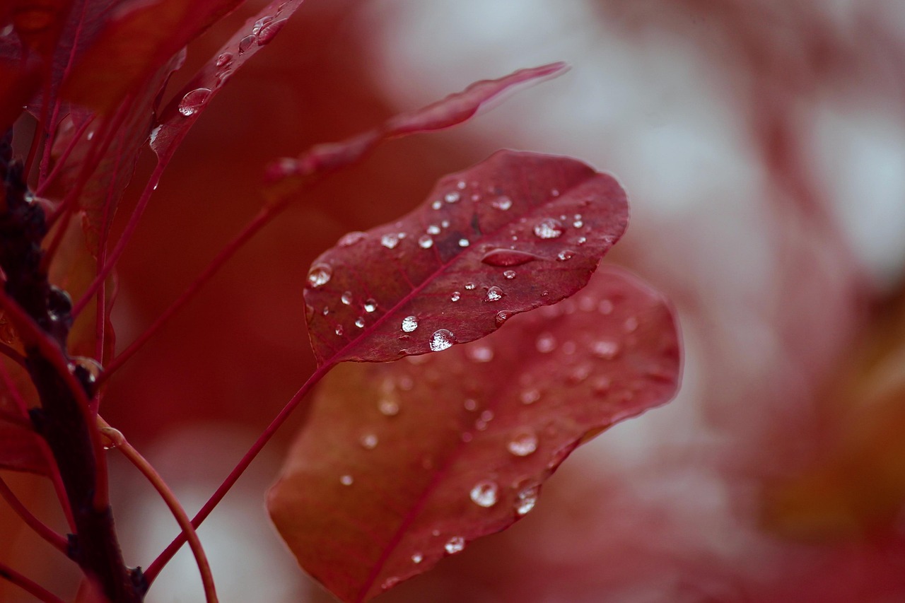 BJ賽秋最新動(dòng)態(tài)及前景展望