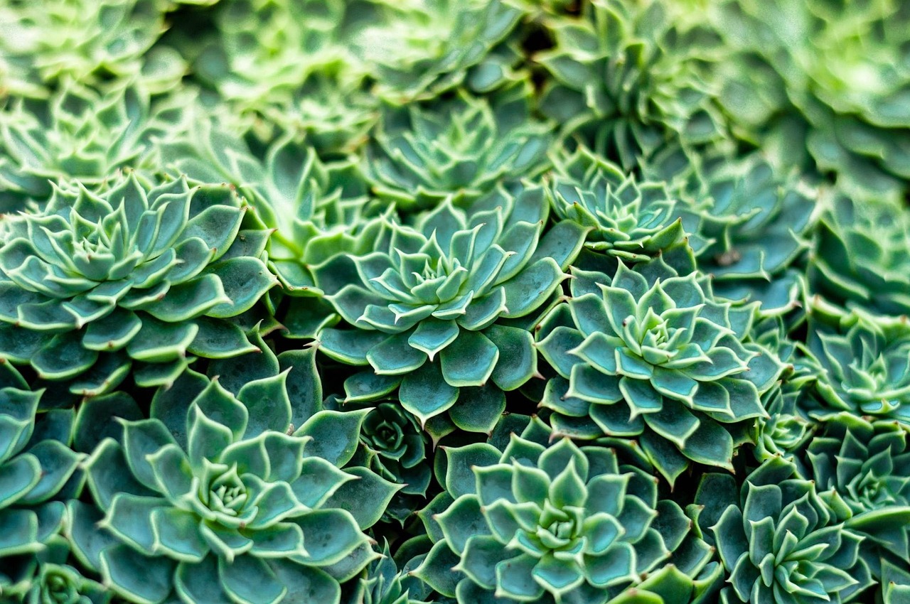 香草最新版探索,魅力與價值揭秘