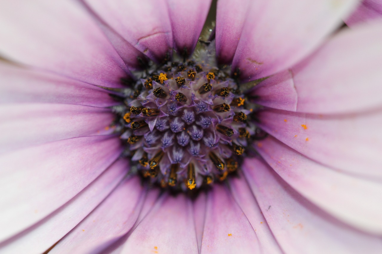 香草最新版探索,魅力與價值揭秘