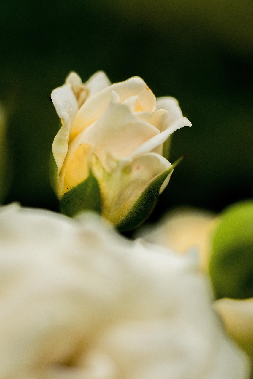 山口珠理最新動態，娛樂圈新星璀璨綻放