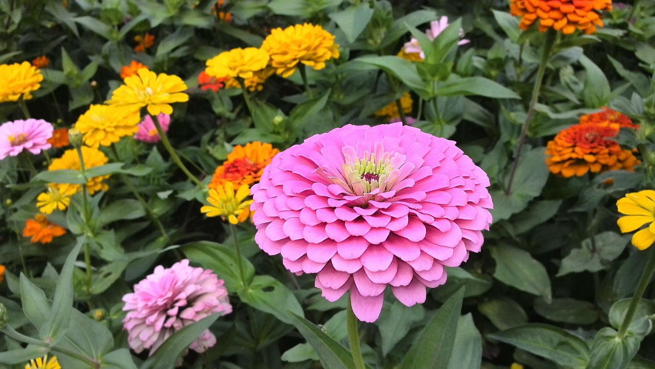 百花盛開,美麗生態(tài)與繁榮共舞,最新百花香的綻放魅力