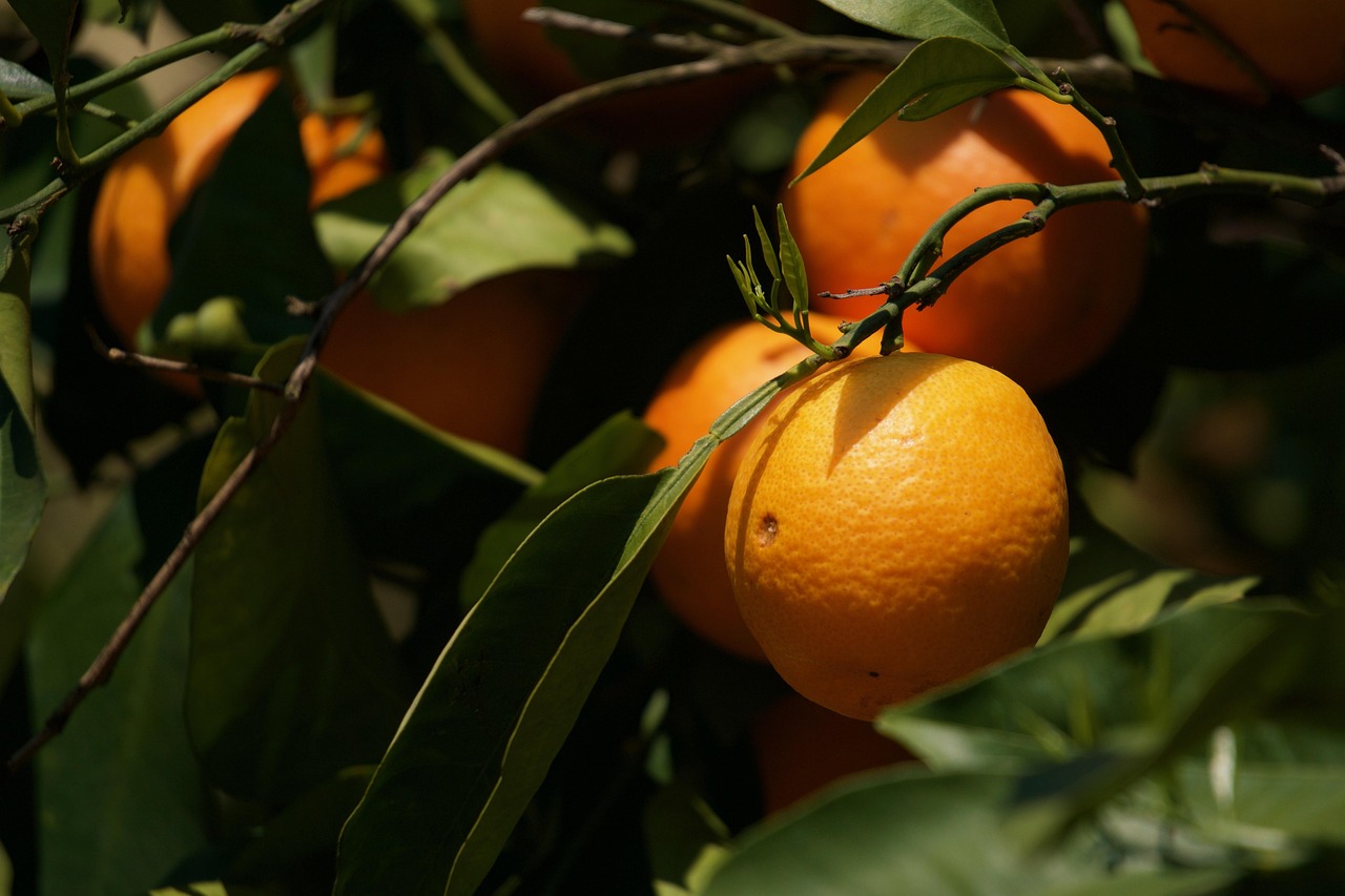 柑橘最新價格行情及分析