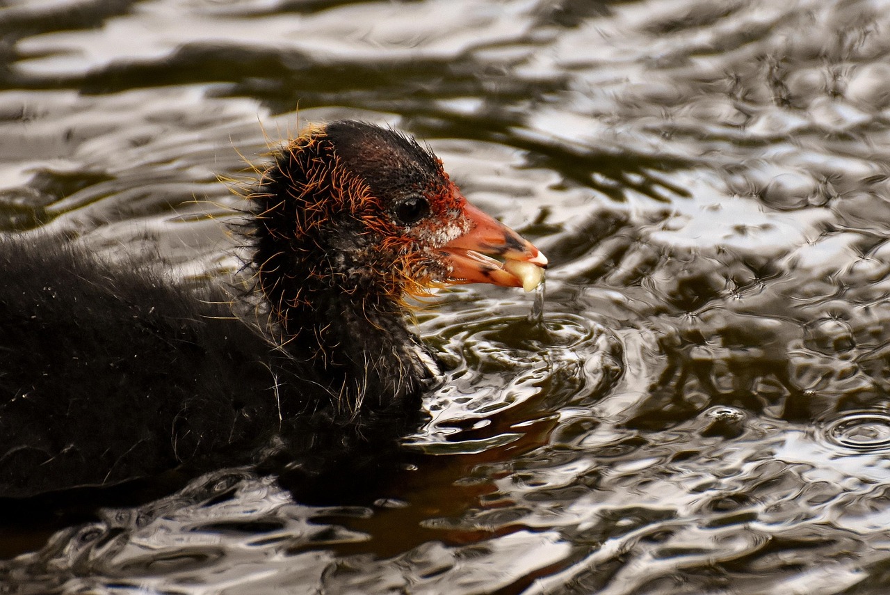 探索神秘世界奇跡生物，最新水虎魚揭秘