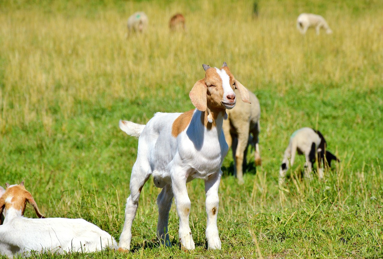 最新庫達犬，深入了解與飼養指南全解析