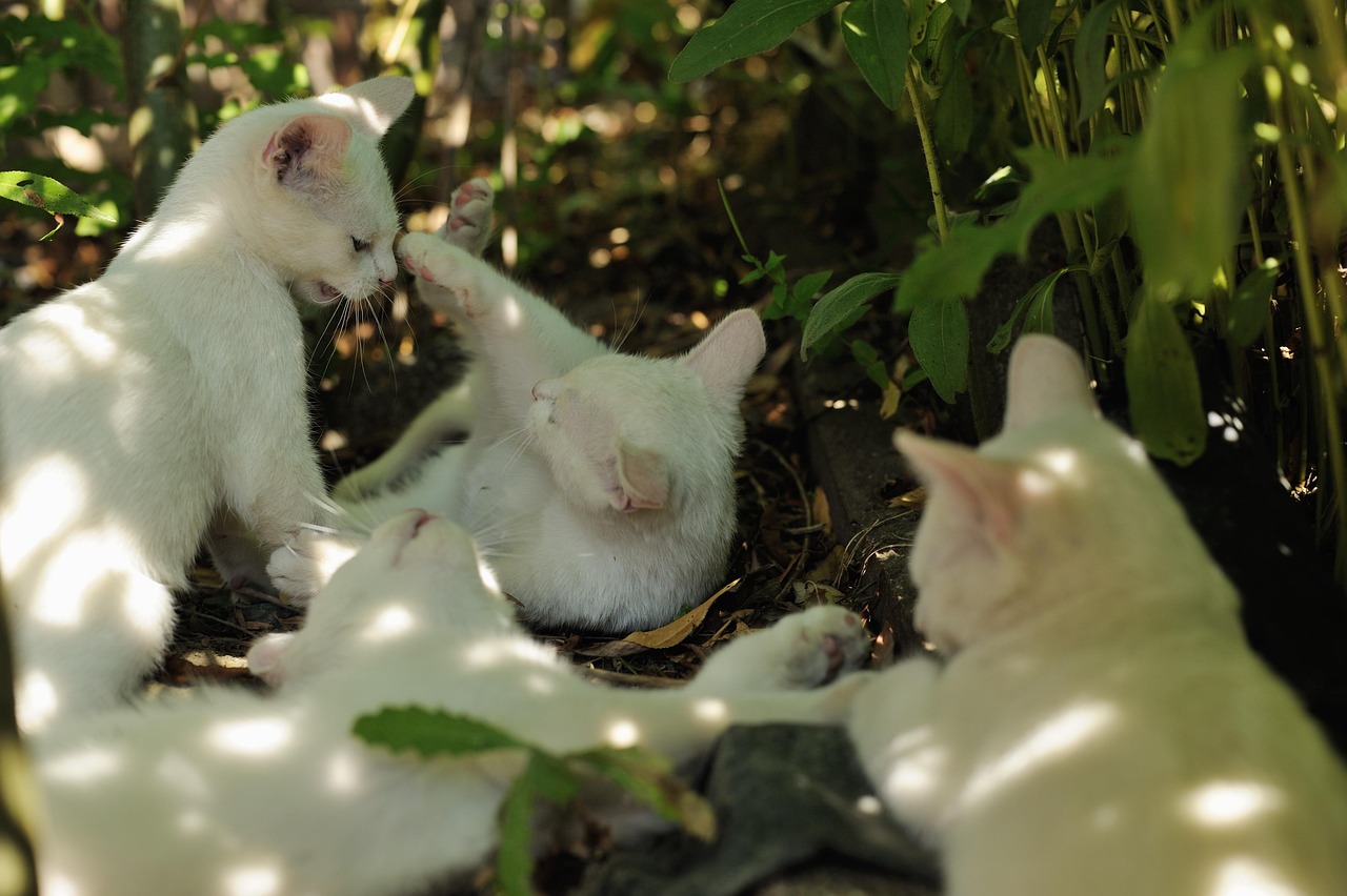 碩鼠最新解讀，深層含義與廣泛影響揭秘