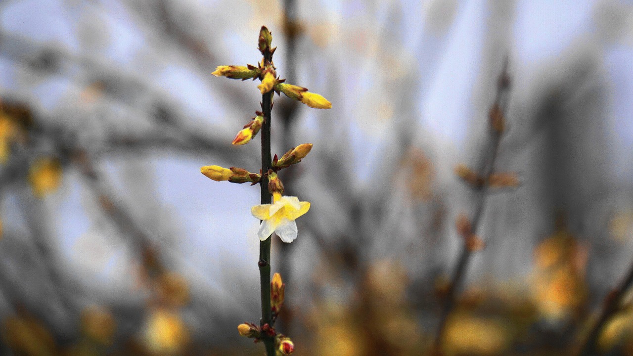 茉莉最新版，探索新時代茉莉花的魅力
