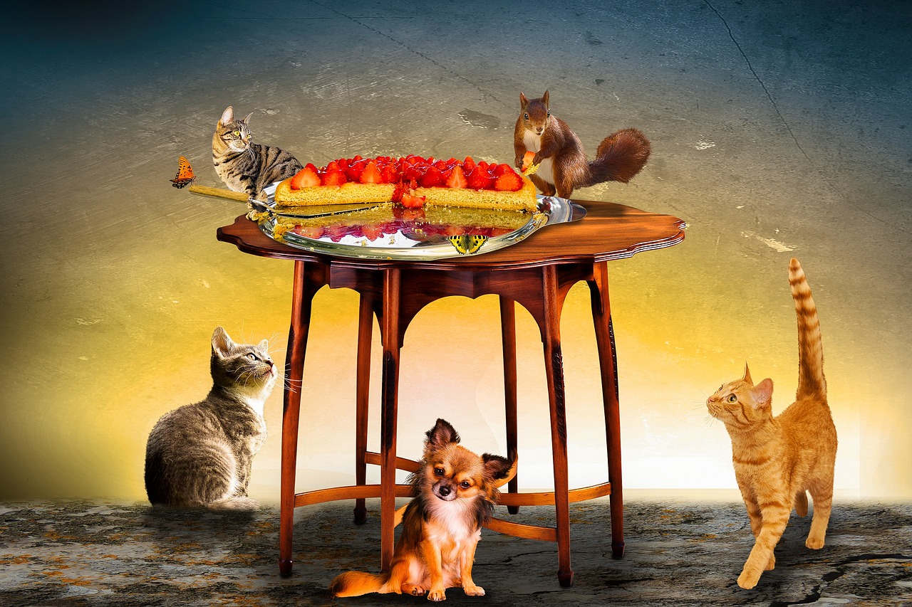 貓最新養蝶，探索人與自然的和諧共生之道