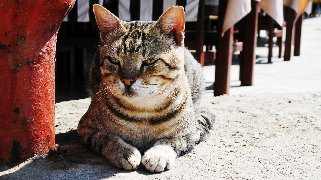 全球煌災(zāi)最新動態(tài)，重大挑戰(zhàn)與應(yīng)對策略