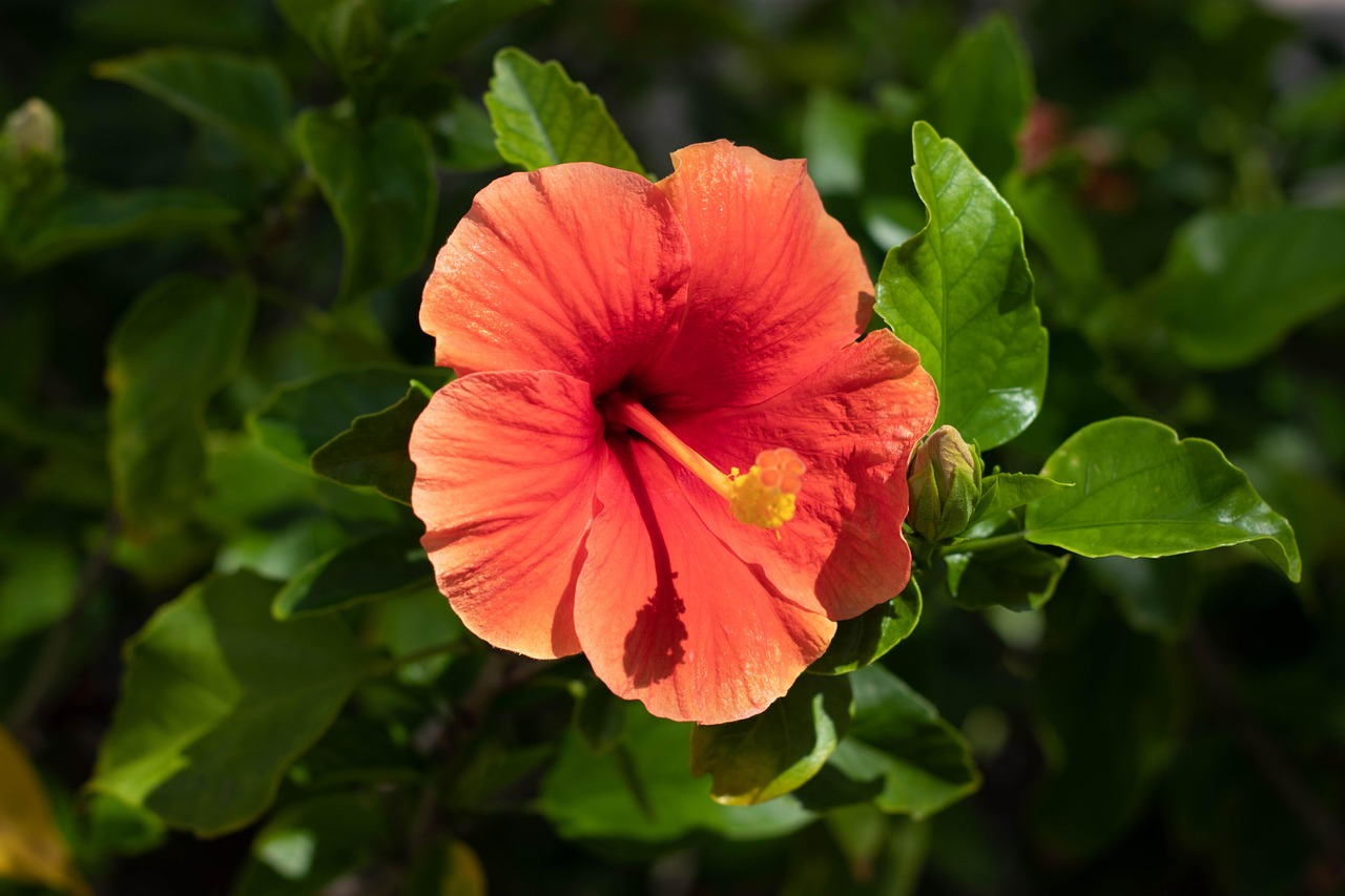 蘇朱視頻最新動態,探索前沿,展現無限魅力