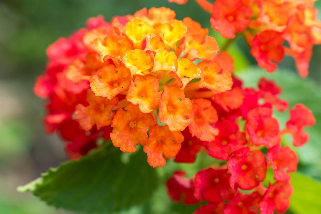 福寶最新頭像，個性與潮流的完美融合探索