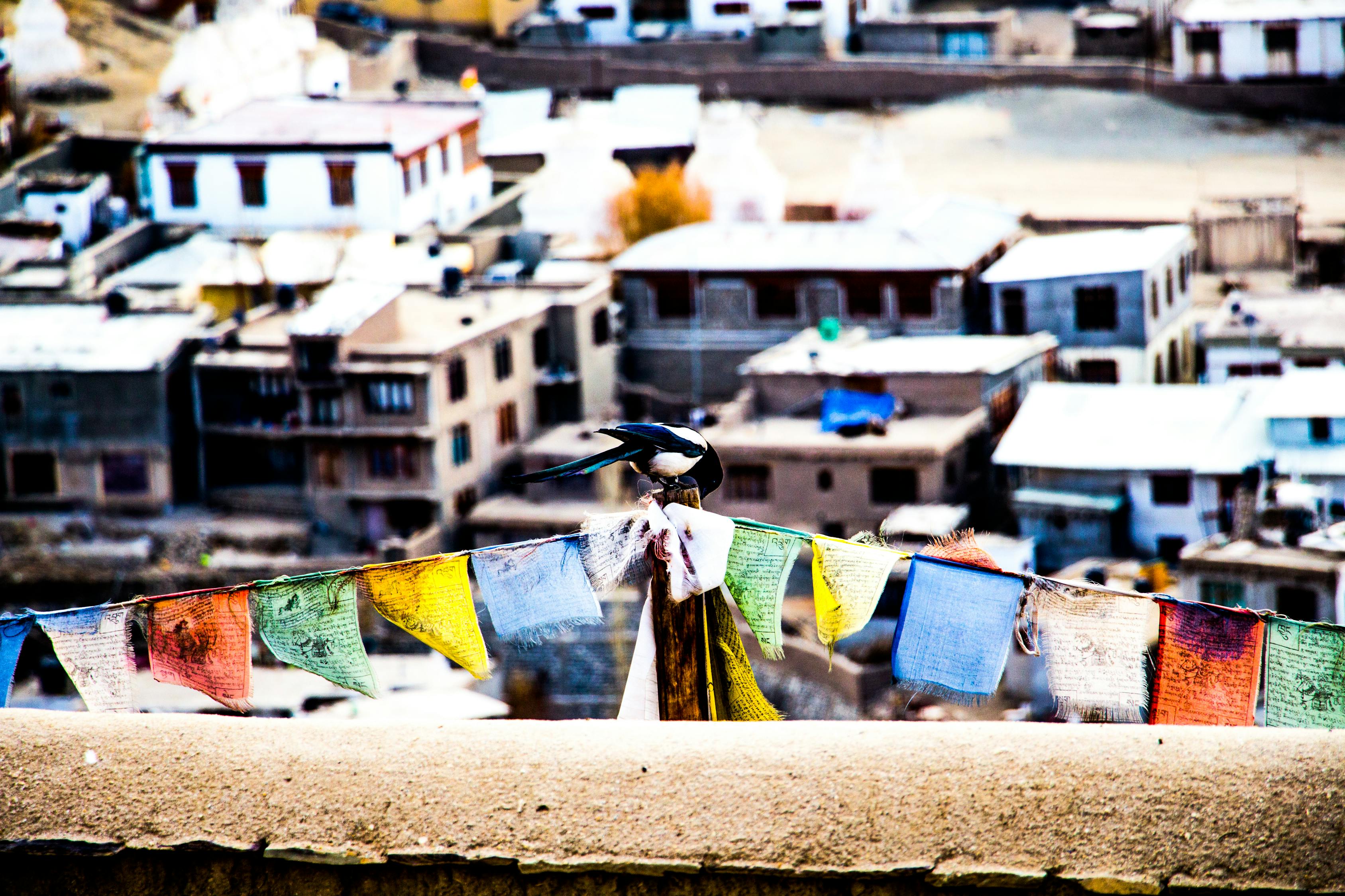 中印沖突傷亡情況揭秘，復雜現實與挑戰的背后故事