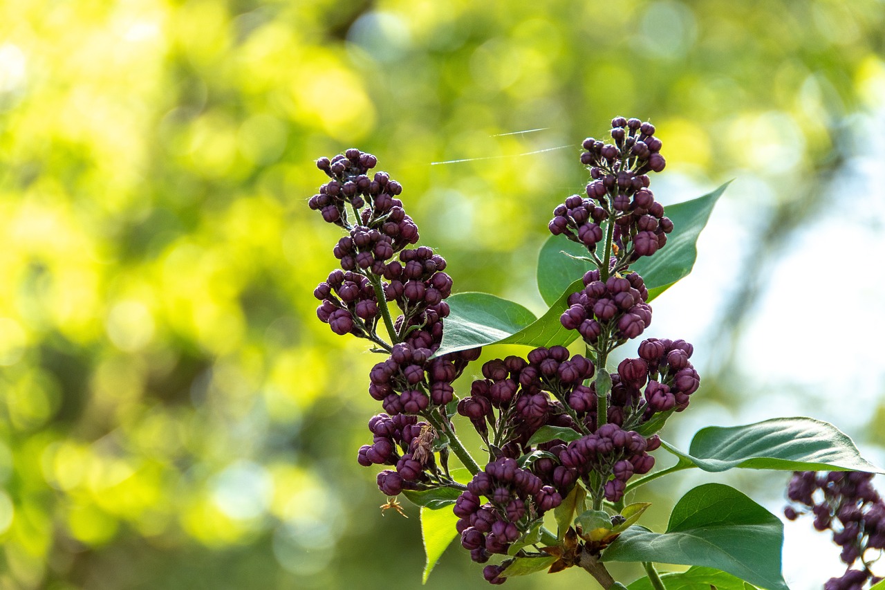 羅江區(qū)，繁榮發(fā)展的活力之源最新動態(tài)