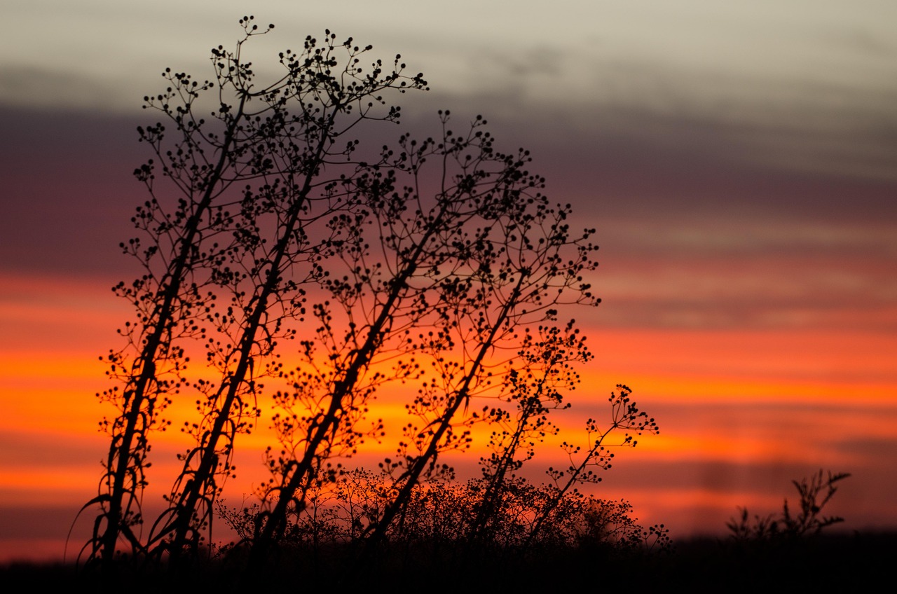 流行詩意璀璨,最新抖音詩句風靡文化舞臺