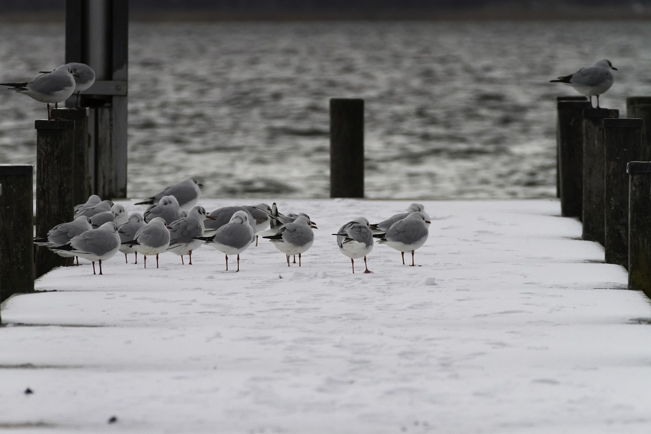 江堰市最新疫情動(dòng)態(tài)及應(yīng)對(duì)策略，防疫措施與公眾應(yīng)對(duì)指南