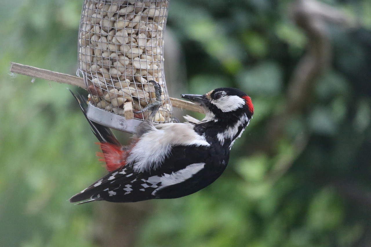 最新中印度邊境動態,局勢更新及其影響分析