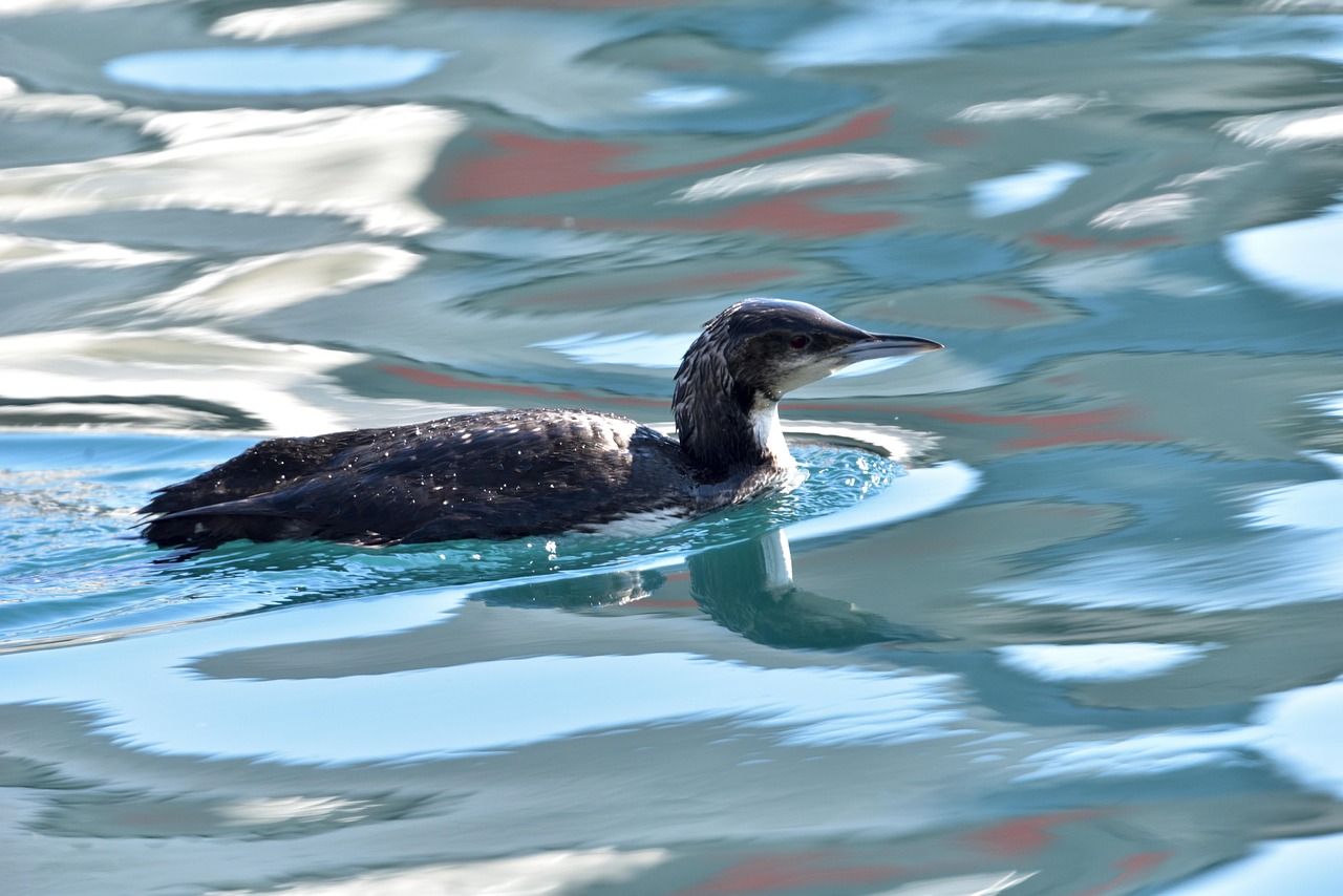 蜜獾最新視頻揭秘,自然與生存的智慧探索