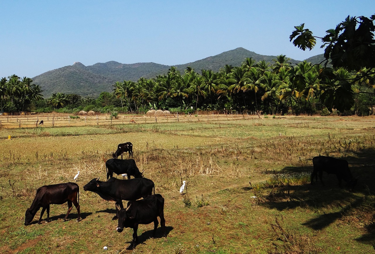 口口農場下載新版,開啟現代農業探索新篇章