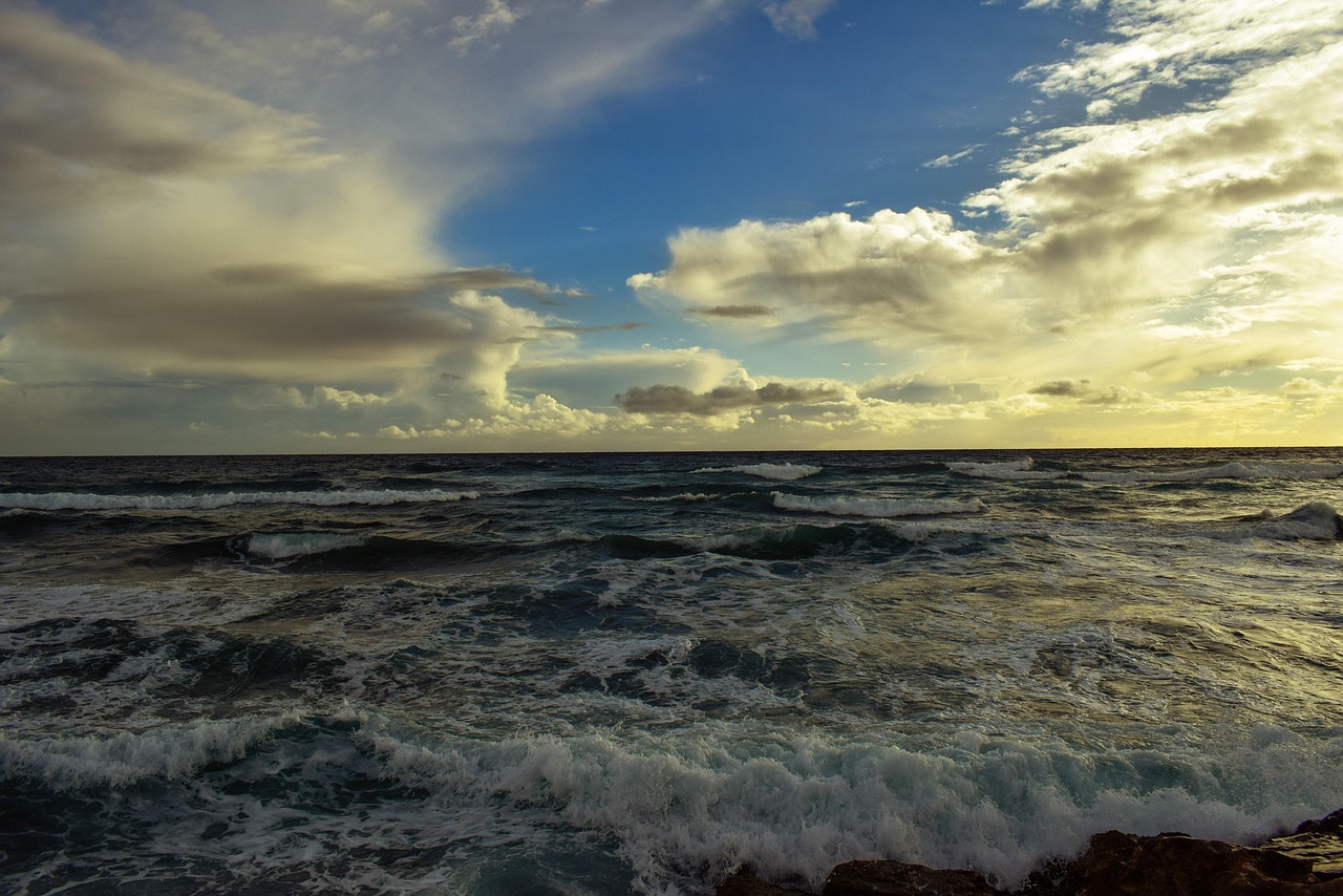 最新葵花價(jià)格動(dòng)態(tài)及分析報(bào)告