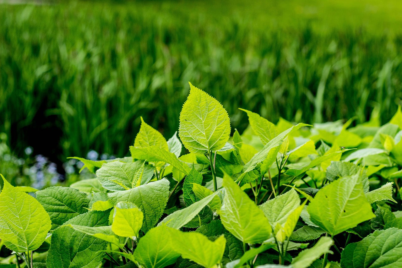 荷資訊,引領信息時代的綠色力量先鋒