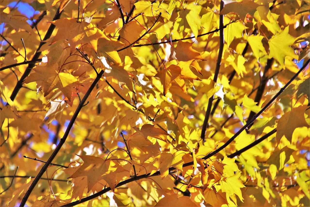 西溪歡樂城最新動態速遞