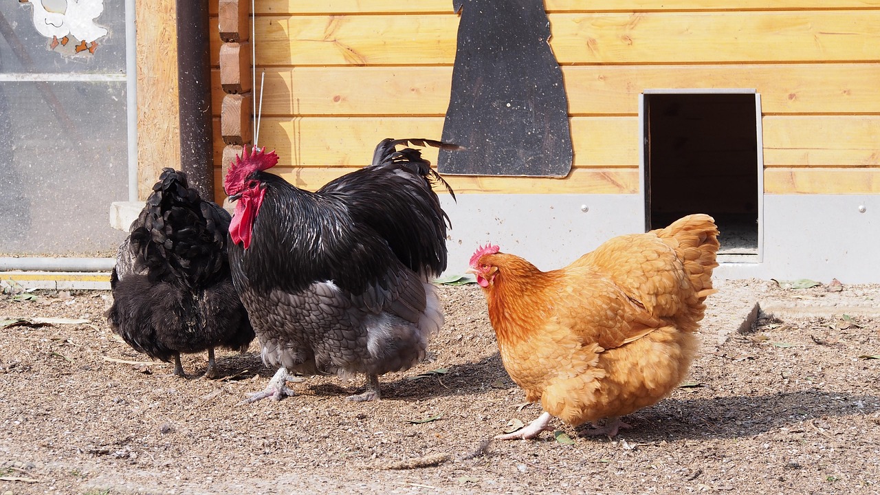 掛雞王比賽,別開生面的競技盛宴