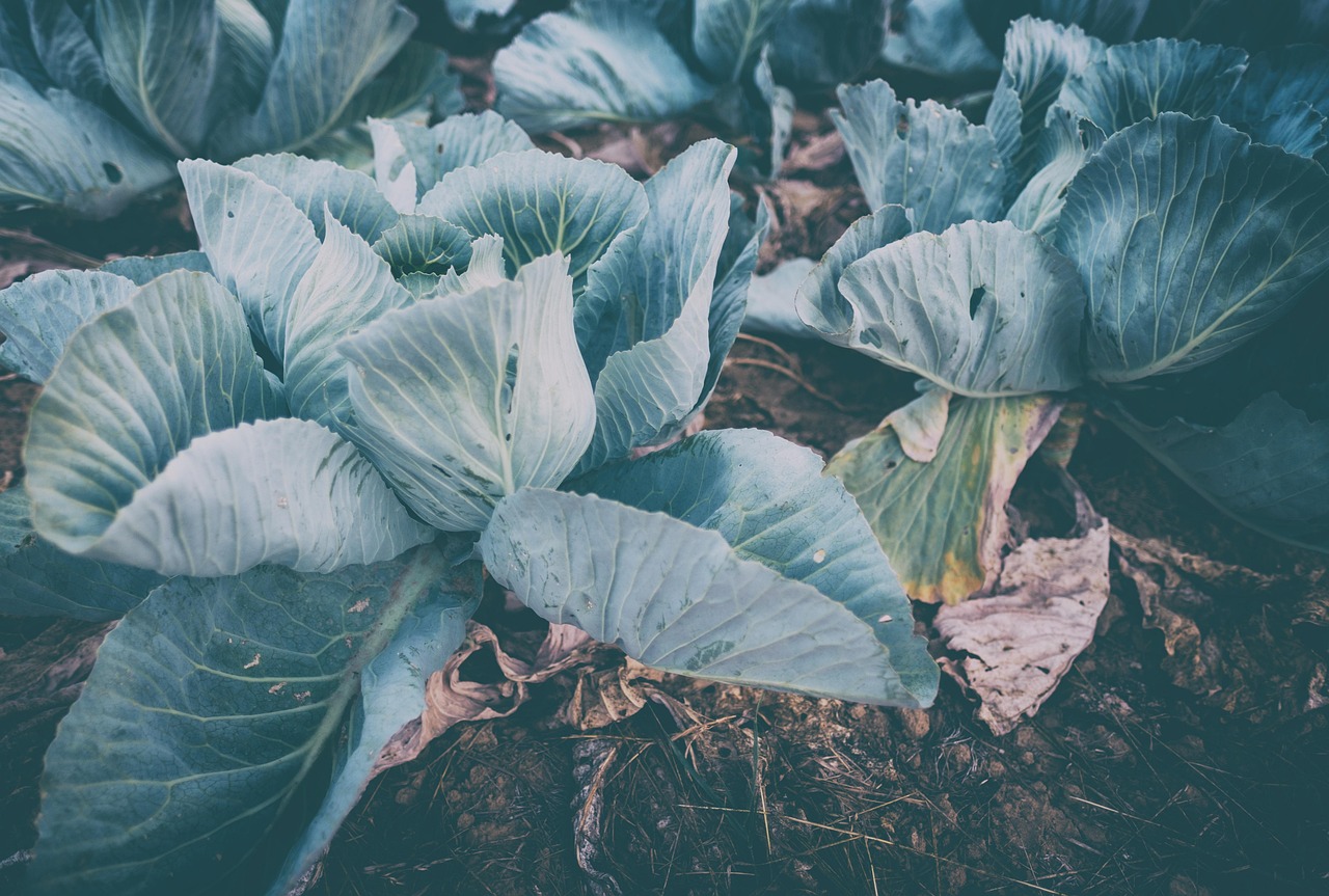 藥品食品體制改革邁向高效、安全與可持續的未來最新動態