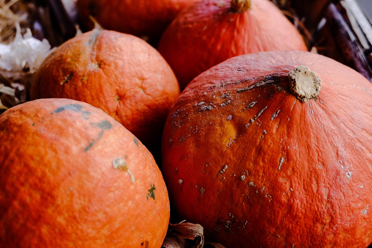 內蒙南瓜價格最新行情及分析