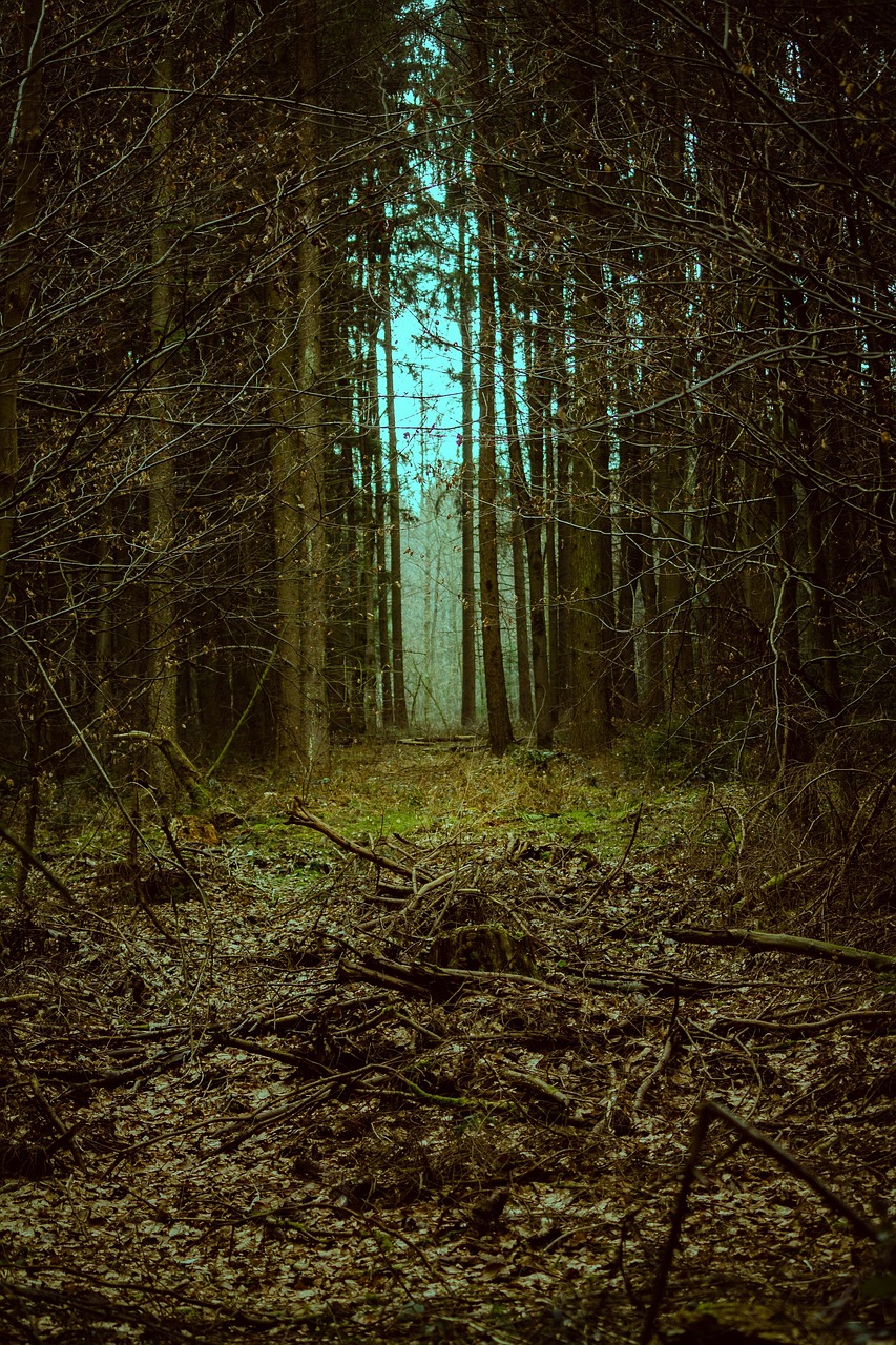 龍?zhí)顿Y訊，探索神秘世界的門戶