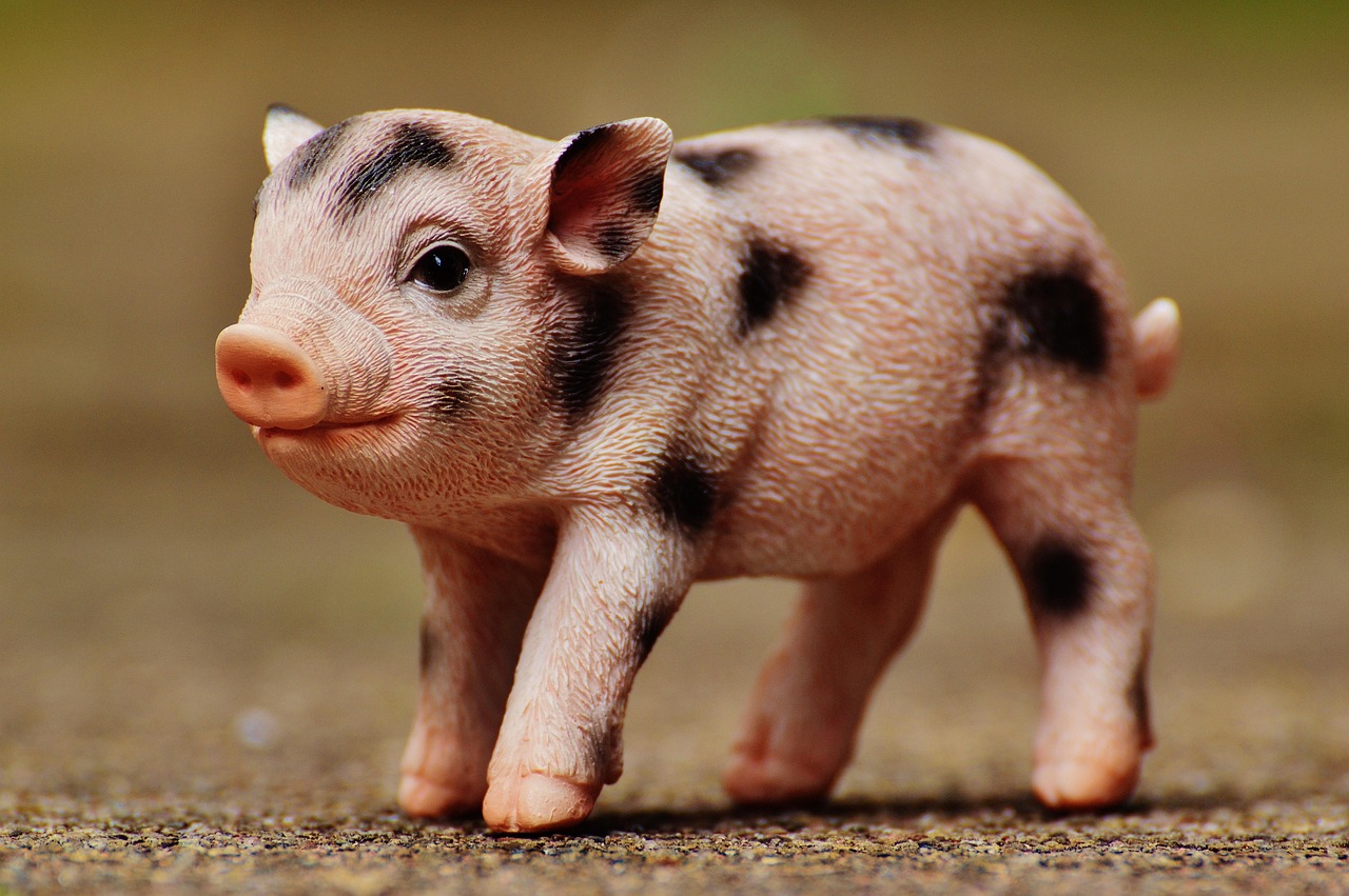 今日全國豬肉最新價格動態分析與趨勢預測