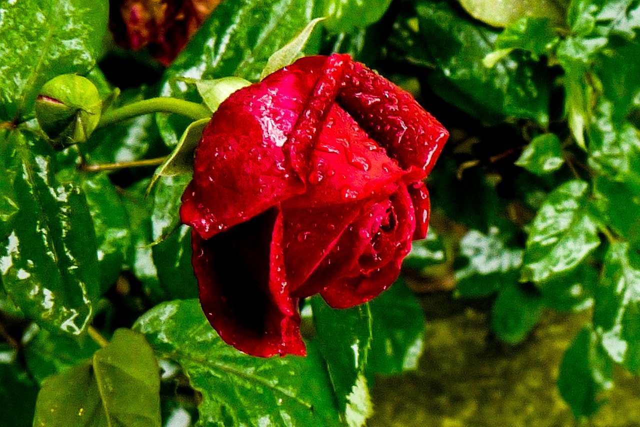 韓劇帶刺的玫瑰深度解析與賞析