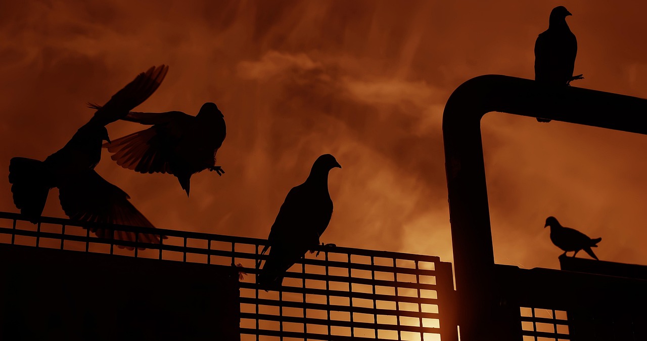 草民電影在線觀看,探索與體驗之旅