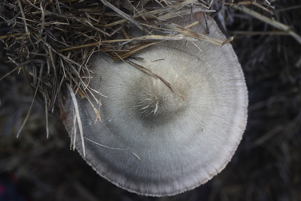 最新白銀期貨價(jià)格及動(dòng)態(tài)分析概覽