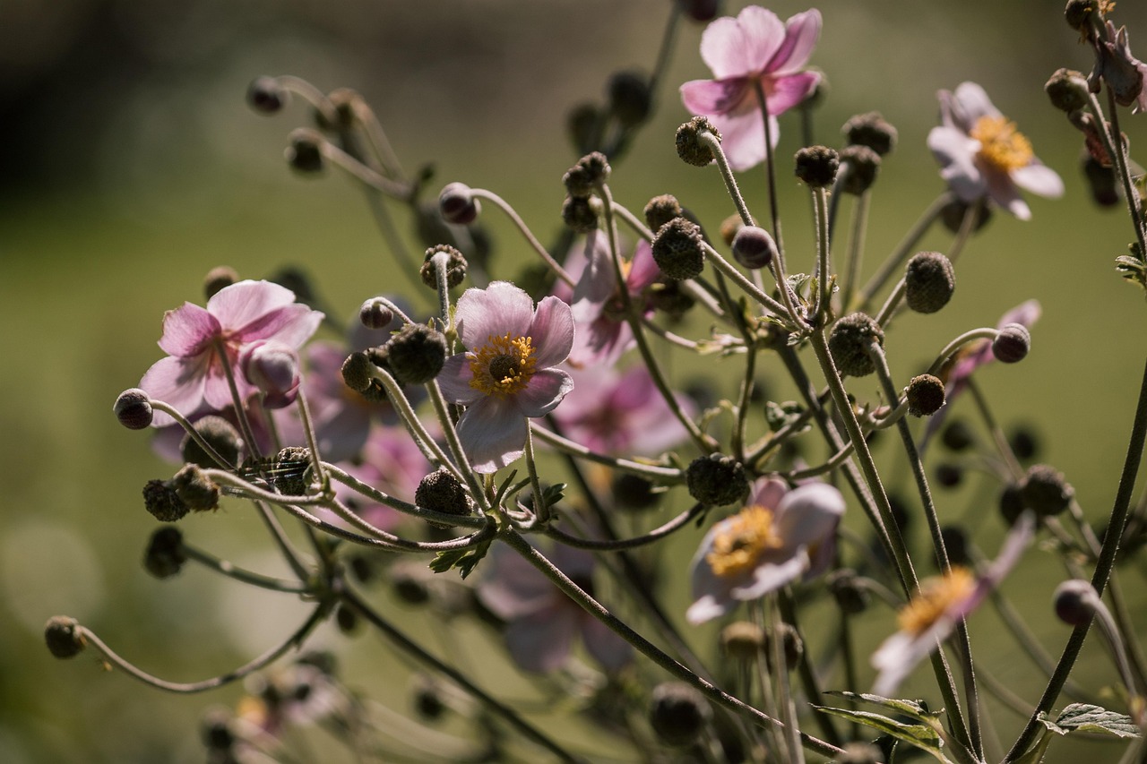 全球肺炎疫情最新動態與應對策略探討,全球疫情狀況分析更新