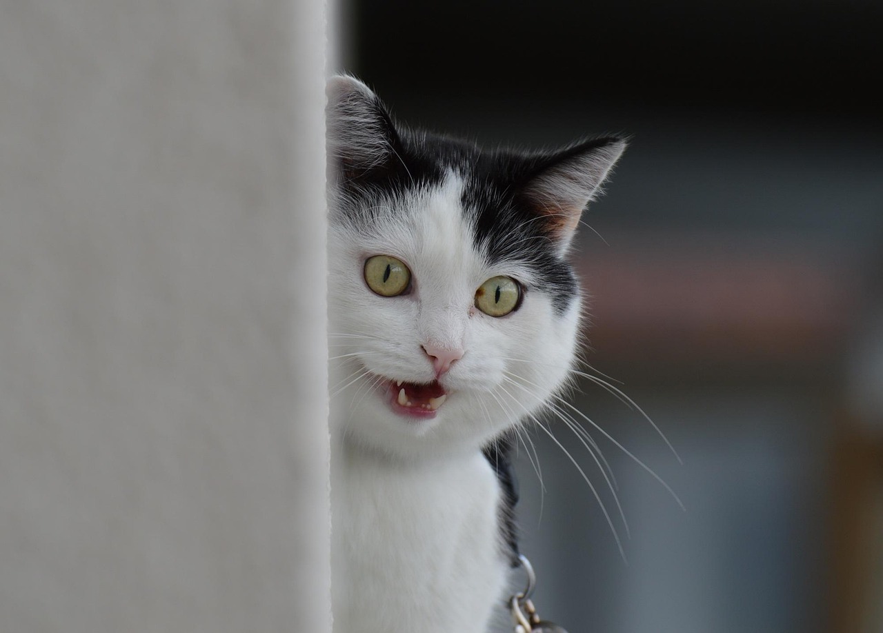 邊伯賢與動漫世界的夢幻交融